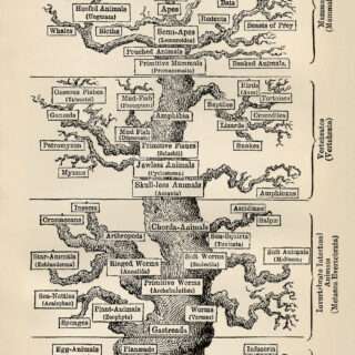 Treeoflifebyhaeckel
