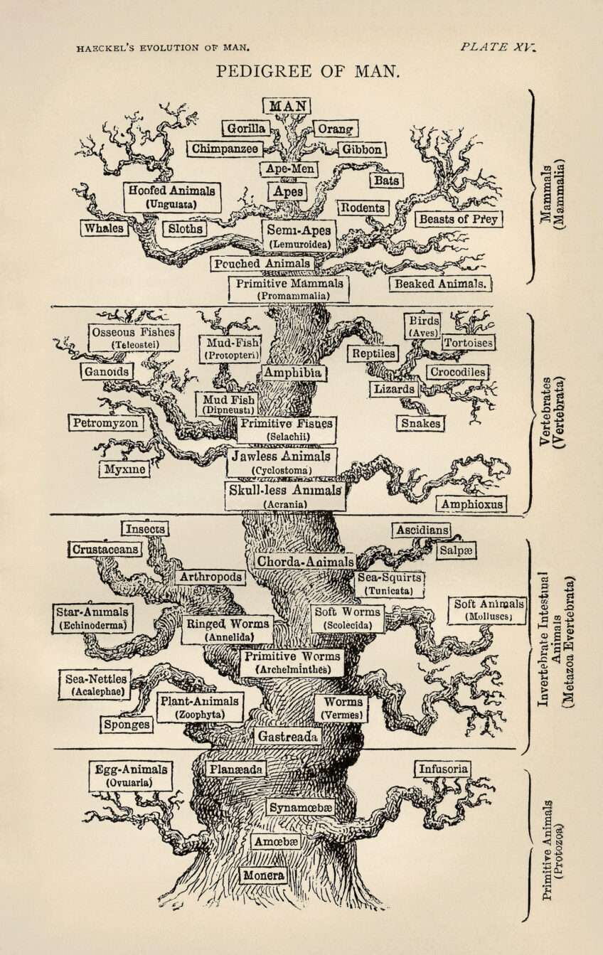 Treeoflifebyhaeckel